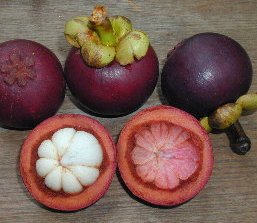 Мангустины