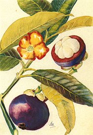 Иллюстрация из книги Дж. Мортон "Fruits of warm climates"